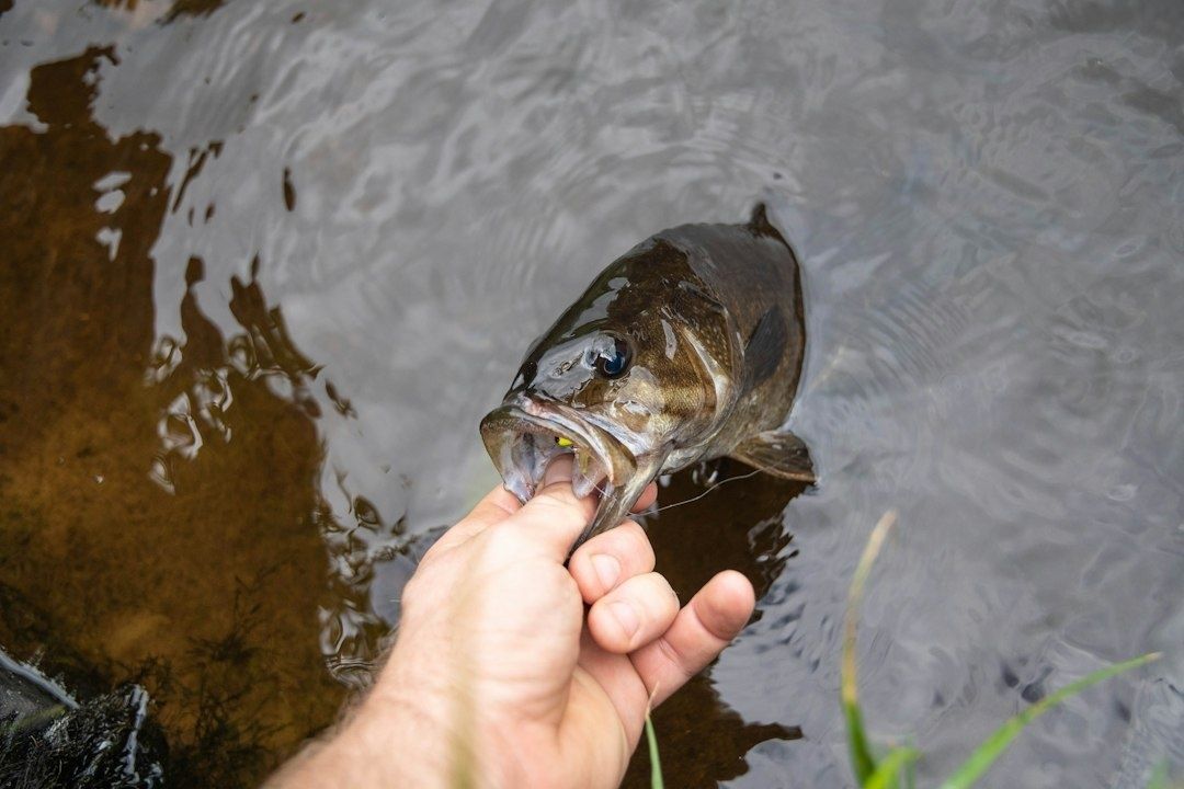En fisk hålls försiktigt i käken vid vattenytan för återutsättning